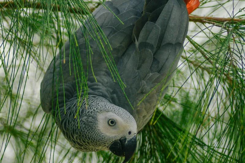 African Grey Parrot Allergies: Only 5-10% True (Calcium Is #1)