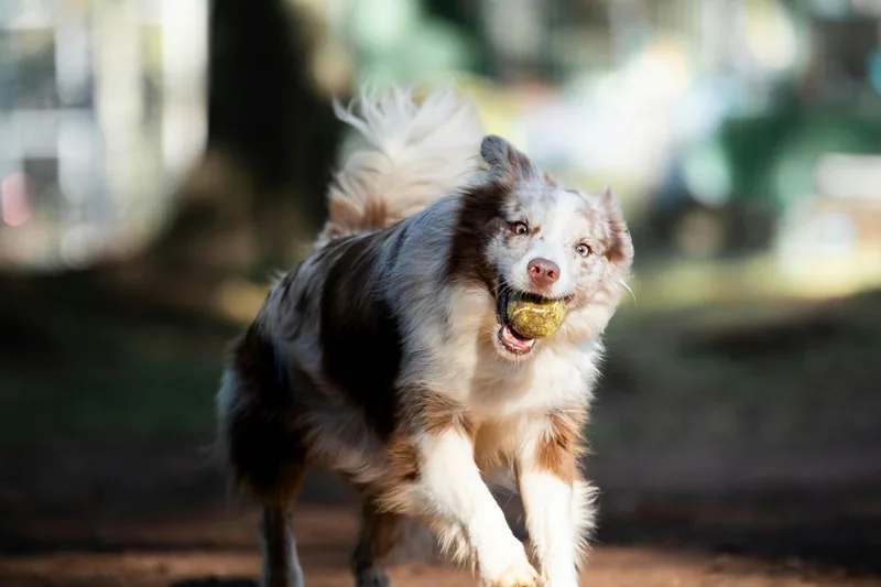 Aussiedoodle Food Allergies: High-Energy Breed Nutrition Guide