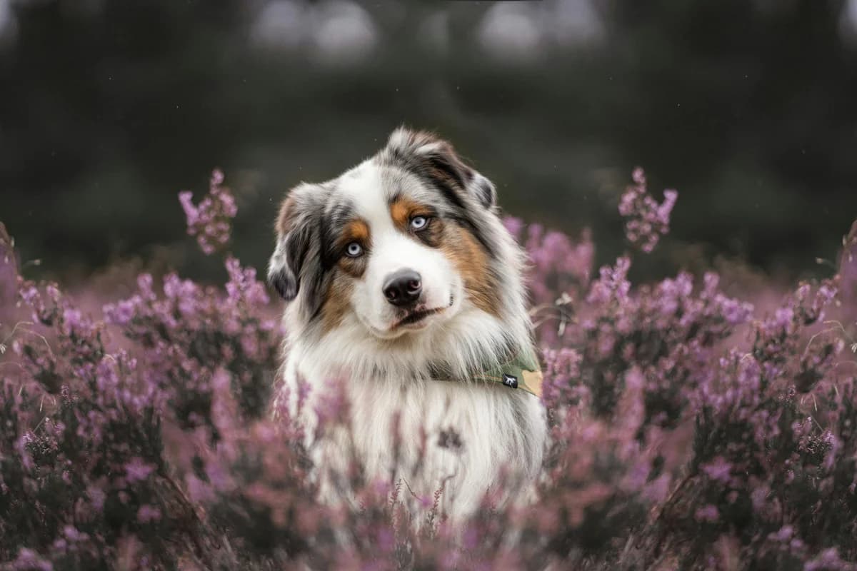 Australian Shepherd Food Allergies: Breed-Specific Guide