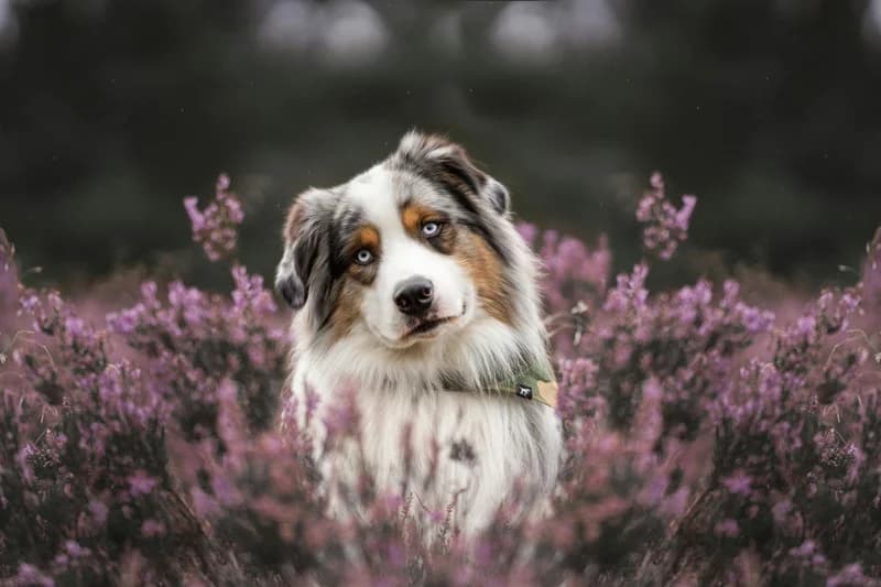 Australian Shepherd Food Allergies: Breed-Specific Guide