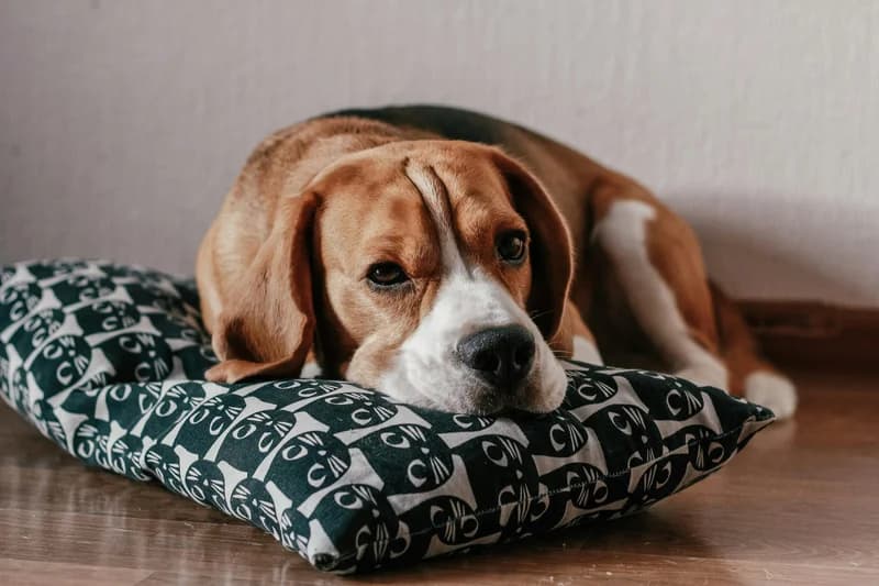 Beagle Food Allergies: Why Ear Infections Are the #1 Sign