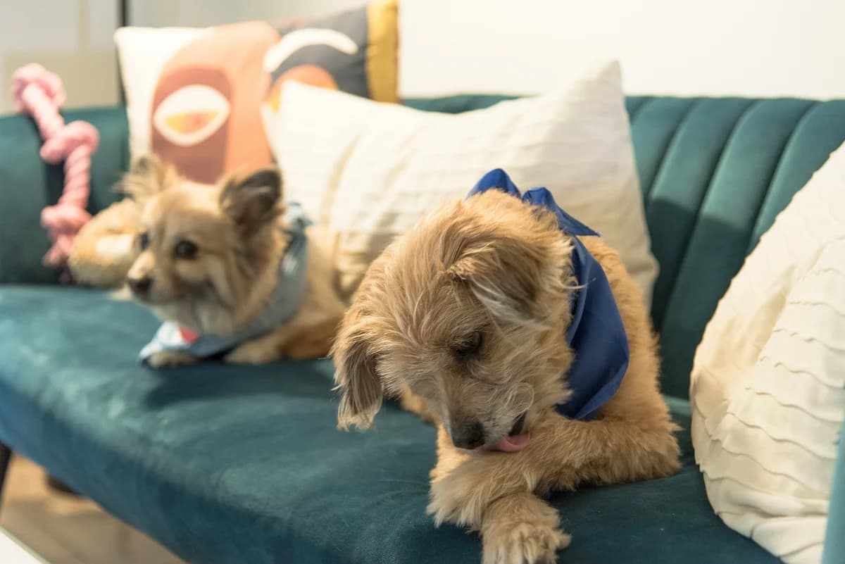 Beef-Free Dog Food: Complete Guide for Allergic Dogs