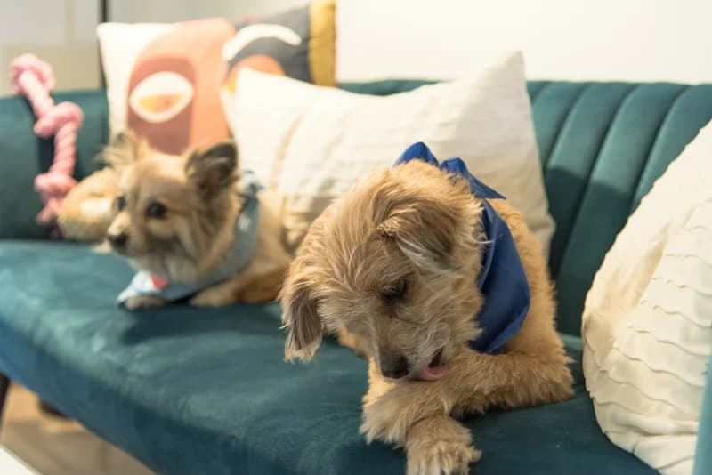 Beef-Free Dog Food: Complete Guide for Allergic Dogs