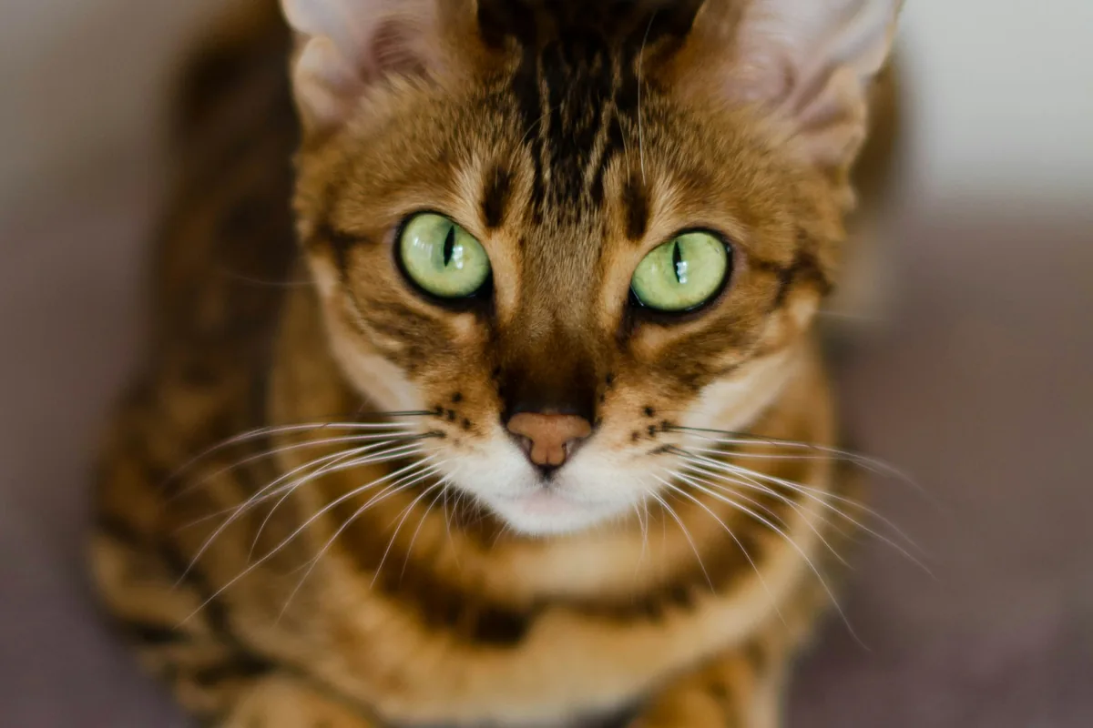 Bengal Cat Food Allergies: Symptoms, Triggers & Best Foods