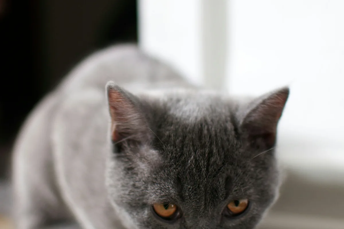 Best Cat Food for IBD and Food Allergies