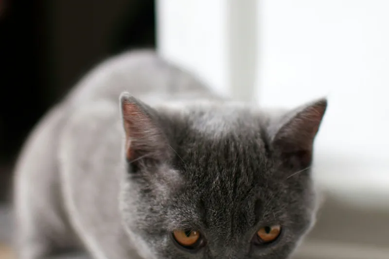 Best Cat Food for IBD and Food Allergies