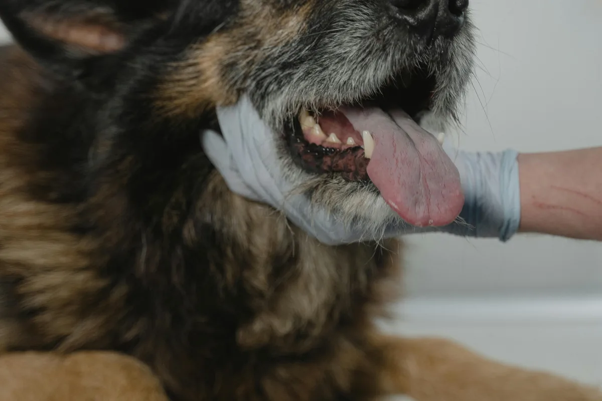 Best Dog Allergy Tests 2026: At-Home vs Lab Comparison