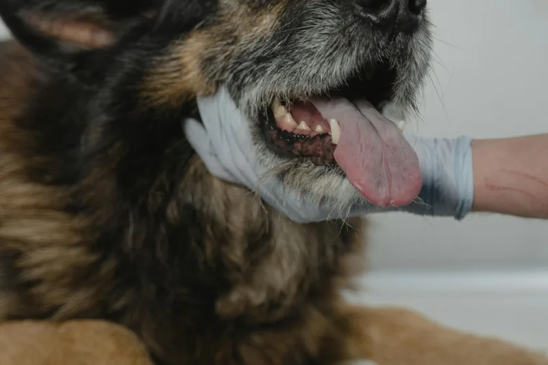 Best Dog Allergy Tests 2026: At-Home vs Lab Comparison