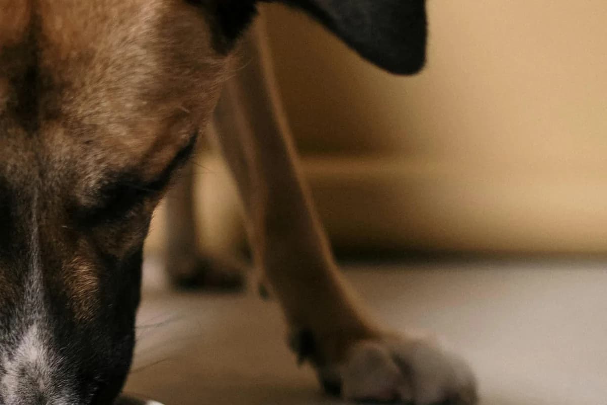 Best Dog Food for Allergies: Complete Guide & Reviews