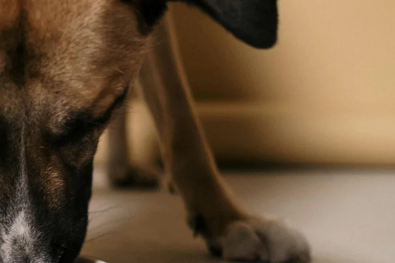 Best Dog Food for Allergies: Complete Guide & Reviews