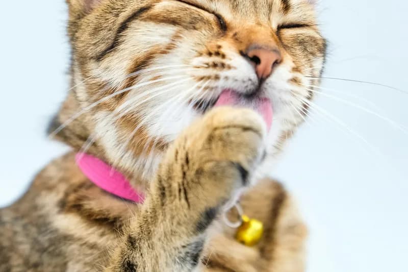 Best Hypoallergenic Cat Foods: Complete Buyer's Guide