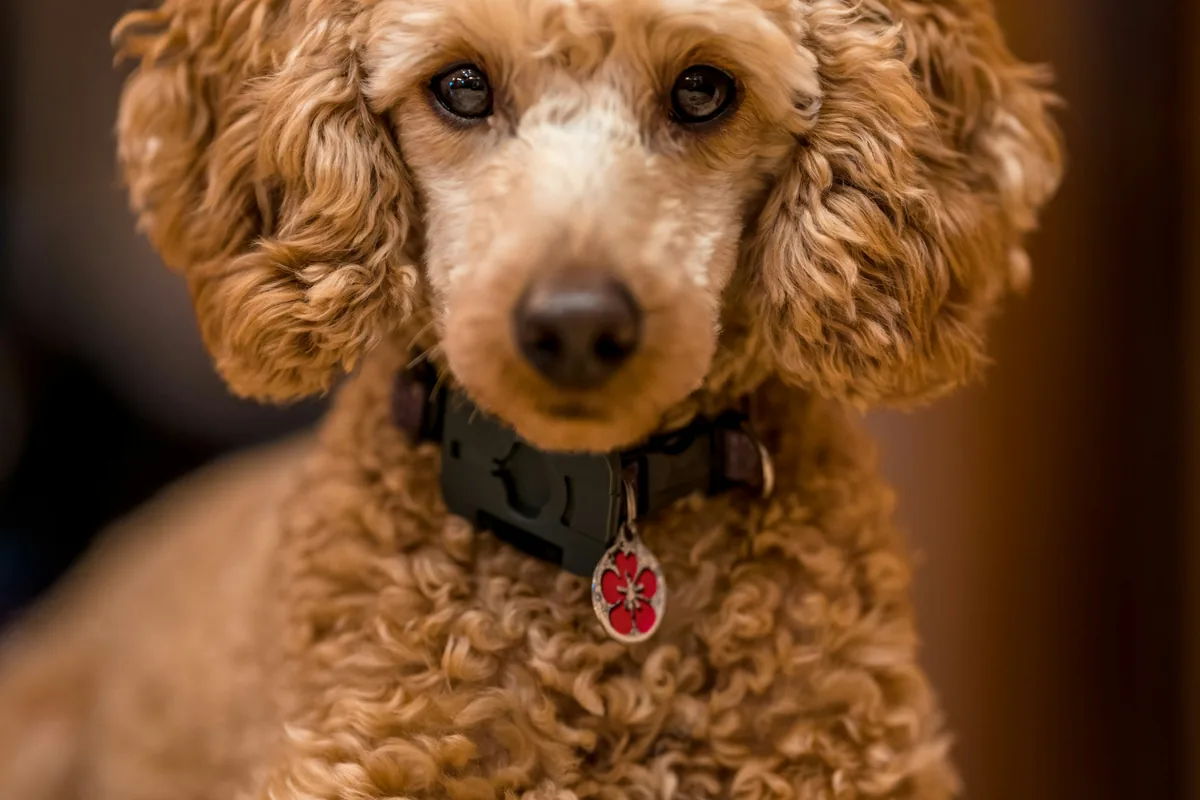 Best Hypoallergenic Dog Foods: Complete Buyer's Guide