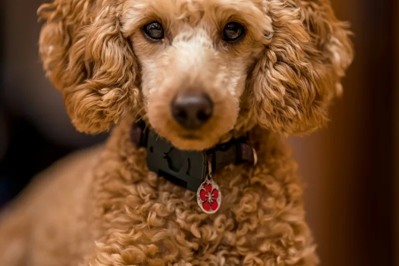 Best Hypoallergenic Dog Foods: Complete Buyer's Guide