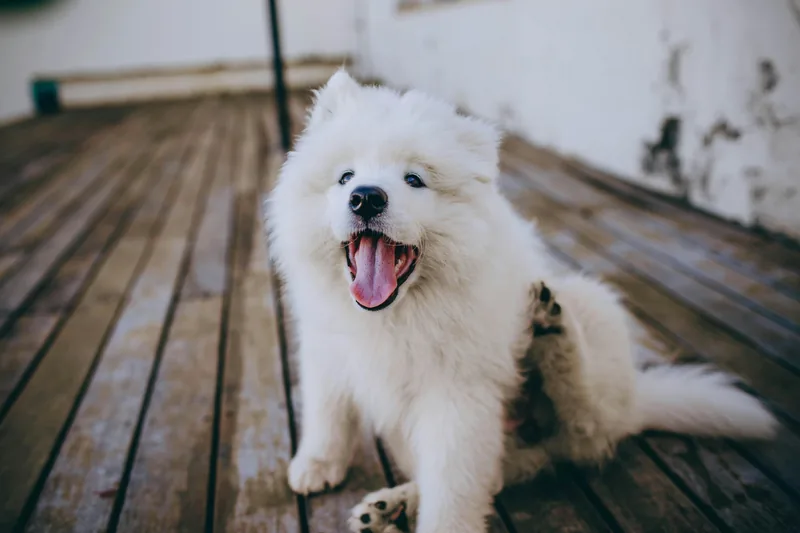 Best Hypoallergenic Dog Foods: Complete Buyer's Guide