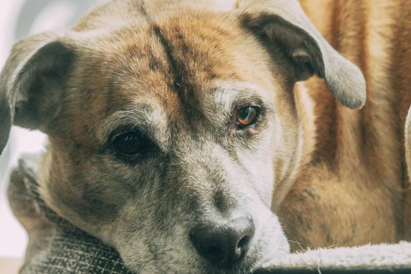 Best Hypoallergenic Food for Senior Dogs: Joint + Low Allergen