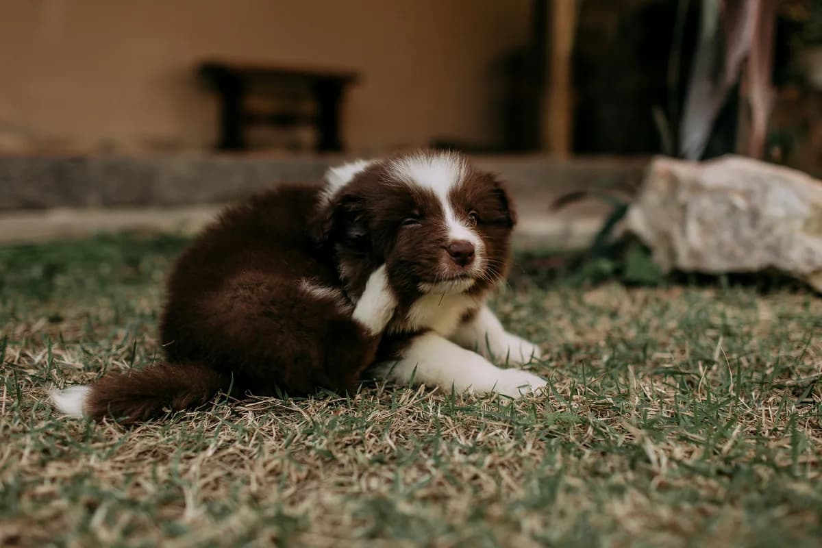Best Hypoallergenic Puppy Food: Large vs Small Breed Picks