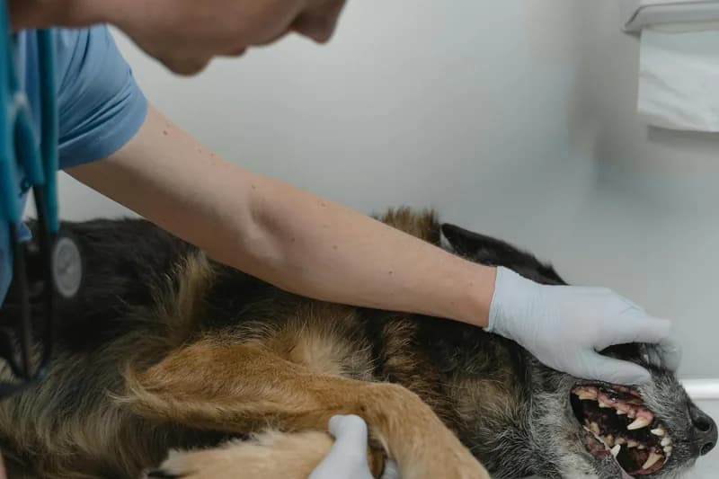 Best Pet Insurance for Dogs with Food Allergies 2026