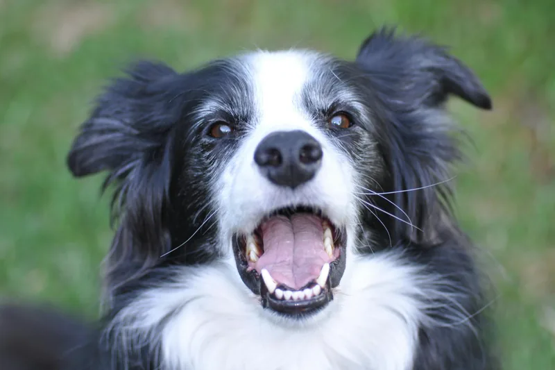 Border Collie Food Allergies: High-Energy Herding Dog Guide