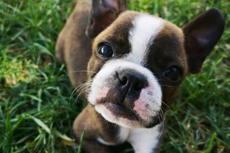 Boston Terrier Food Allergies: Brachycephalic Breed Guide