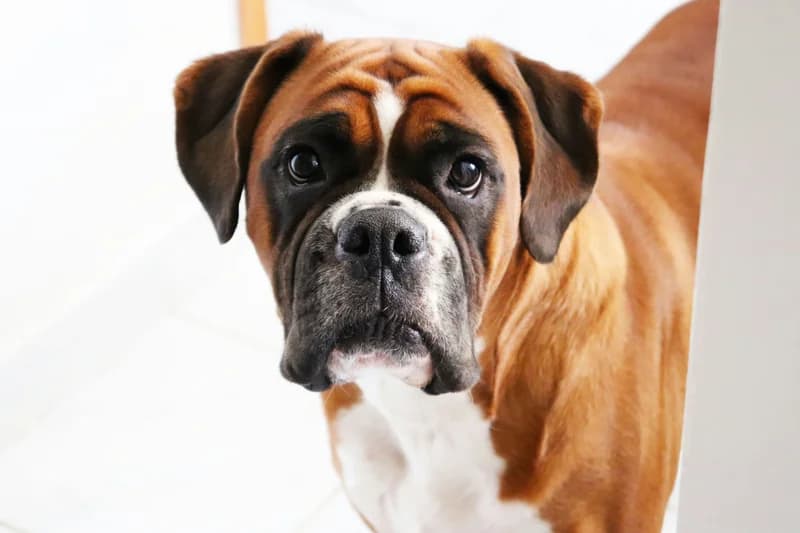 Boxer Food Allergies: Why 15-20% of Boxers Are Affected