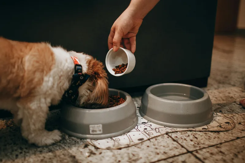 Budget-Friendly Hypoallergenic Dog Food: Affordable Picks