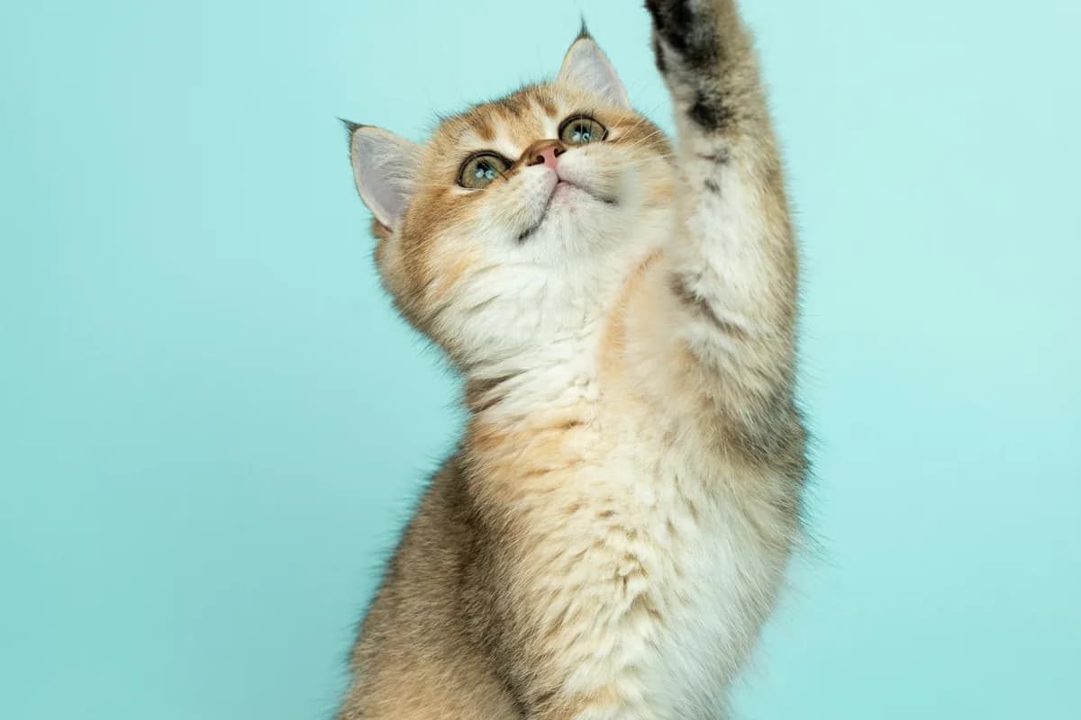 Cat Food Allergies: Symptoms, Diagnosis & Treatment Guide