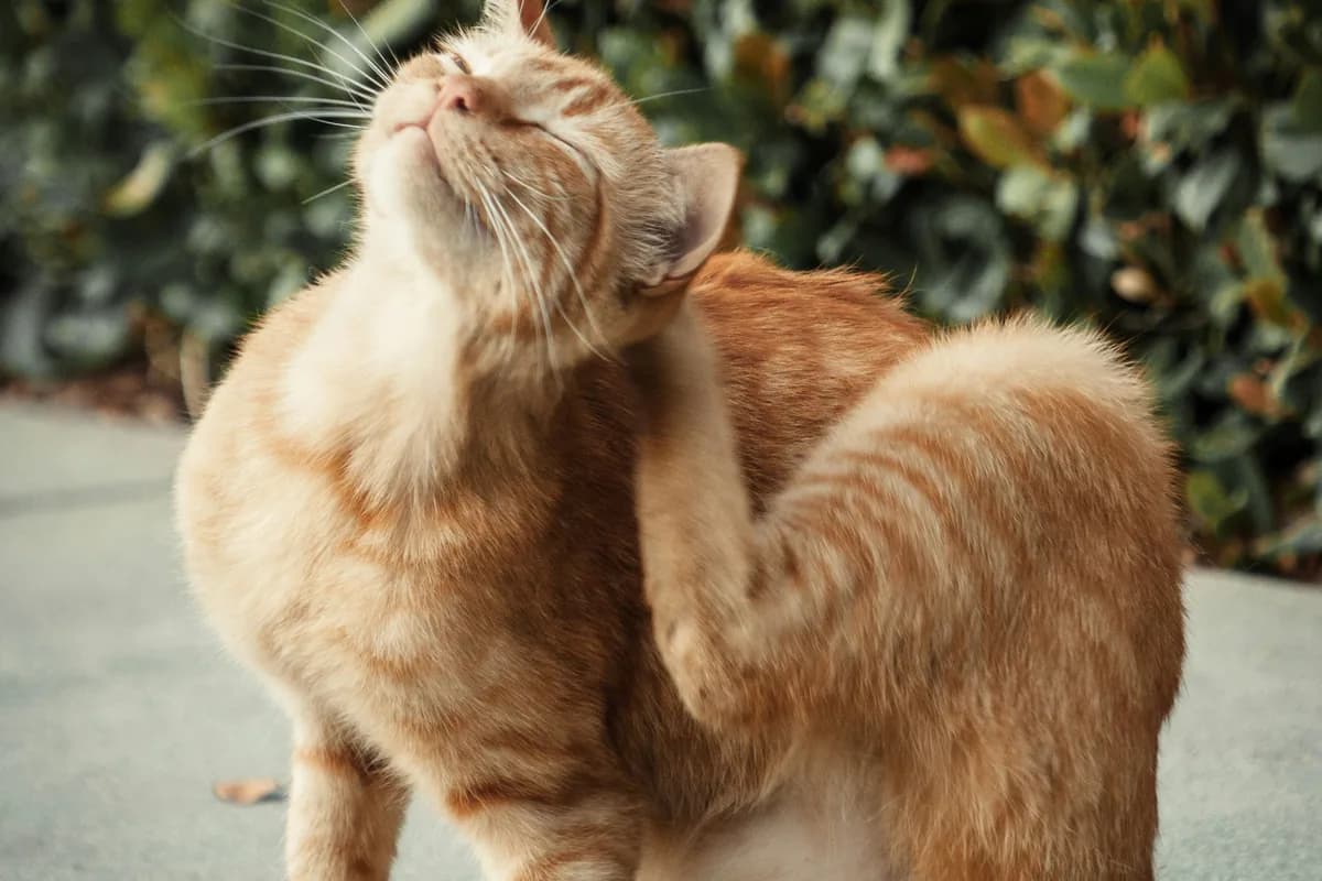 Cat Winter Allergies: Indoor Triggers & Solutions Guide