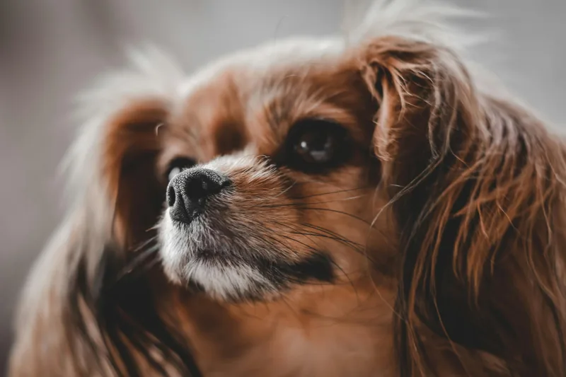 Cavalier King Charles Spaniel Food Allergies: Complete Guide