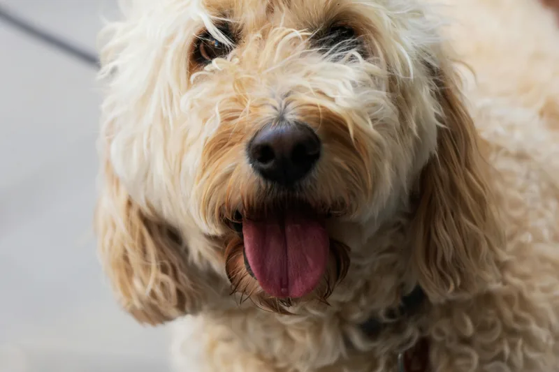 Cavapoo Food Allergies: 15-25% Affected + Heart Health Guide
