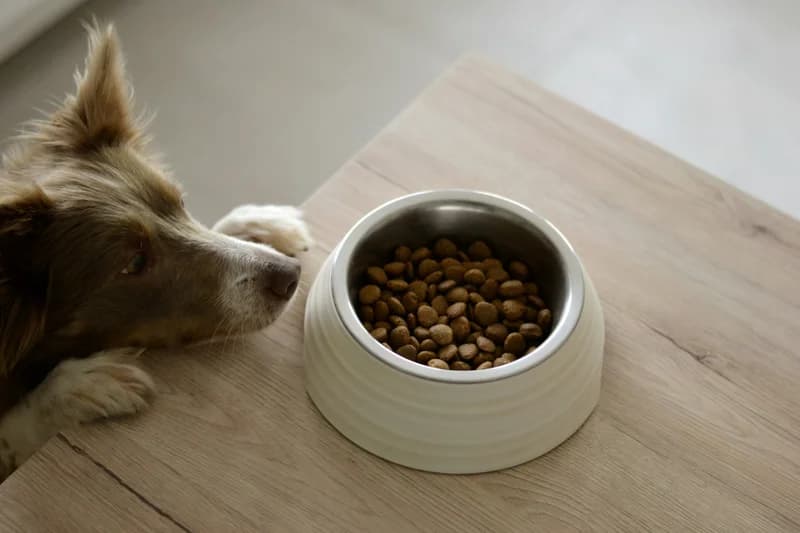 Chicken-Free Dog Food: 15 Hidden Poultry Ingredients to Avoid