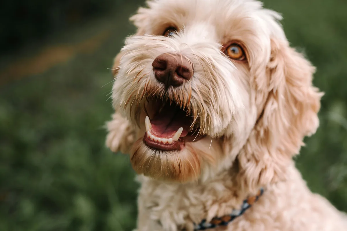 Cockapoo Food Allergies: An Owner's 7-Year Care Guide