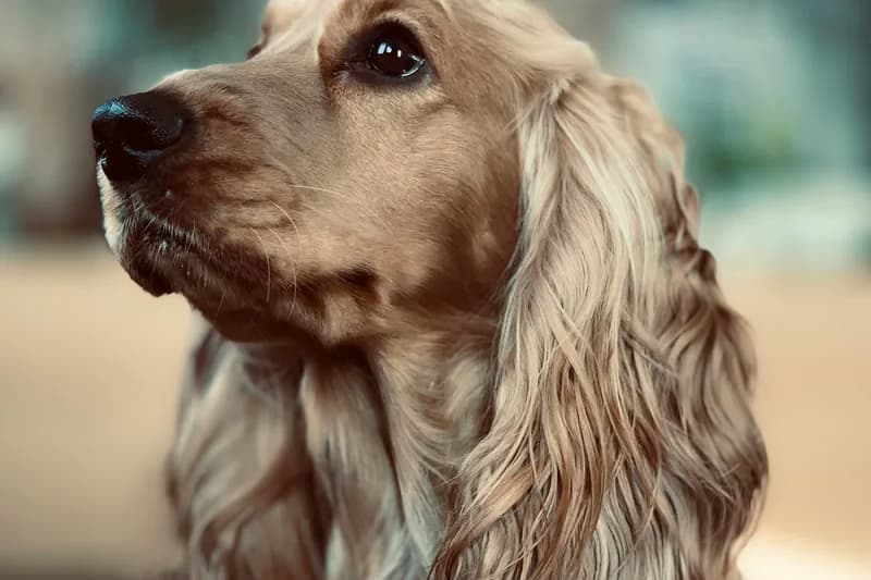 Cocker Spaniel Food Allergies: Ear Infections & Diet Solutions