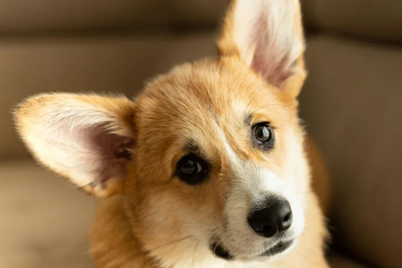 Pembroke Welsh Corgi Food Allergies: Herding Breed Guide