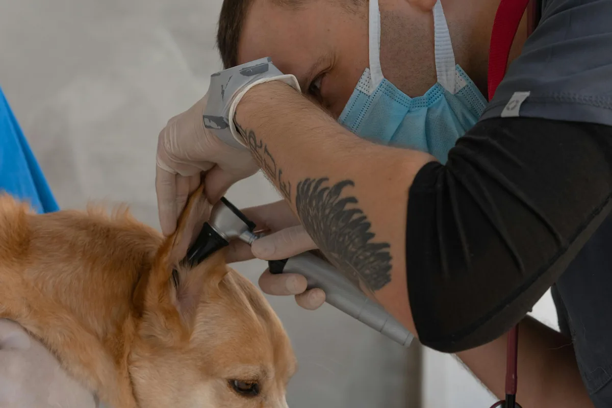 Dog Ear Infections: Causes, Symptoms & Treatment Guide