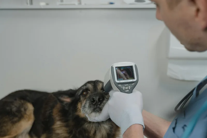 Dog Ear Infections from Food Allergies: The Hidden Connection