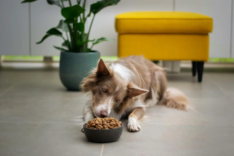 Dog Elimination Diet: An 8-12 Week Owner's Guide