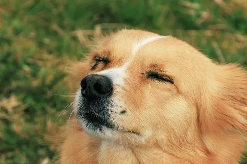 Dog Food Allergies + Arthritis: Joint-Support Diet Guide