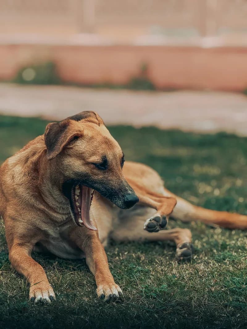 Dog Food Allergies Australia: Brands, Vets & Testing