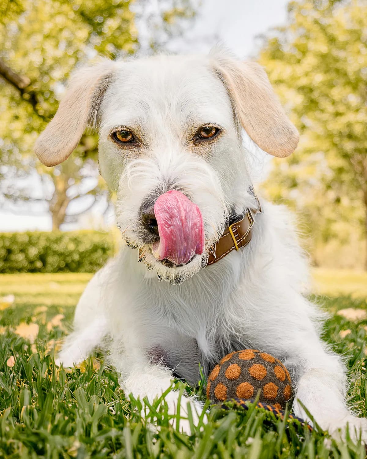 Dog Food Allergies at Daycare: Communication & Safety Guide