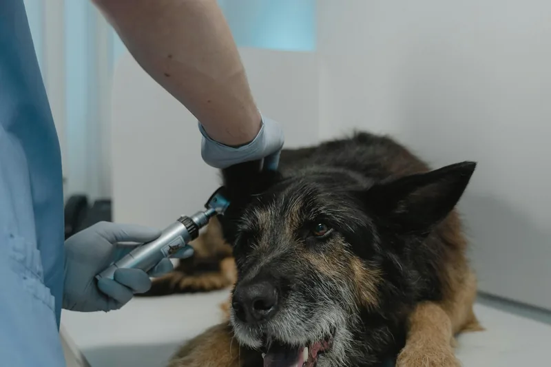 Dog Food Allergies + Chronic Ear Infections: Breaking the Cycle