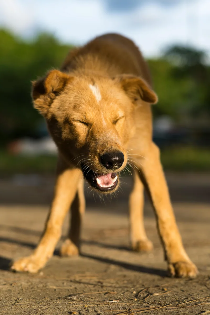 Dog Food Allergies + IBD: Dual-Condition Management Guide