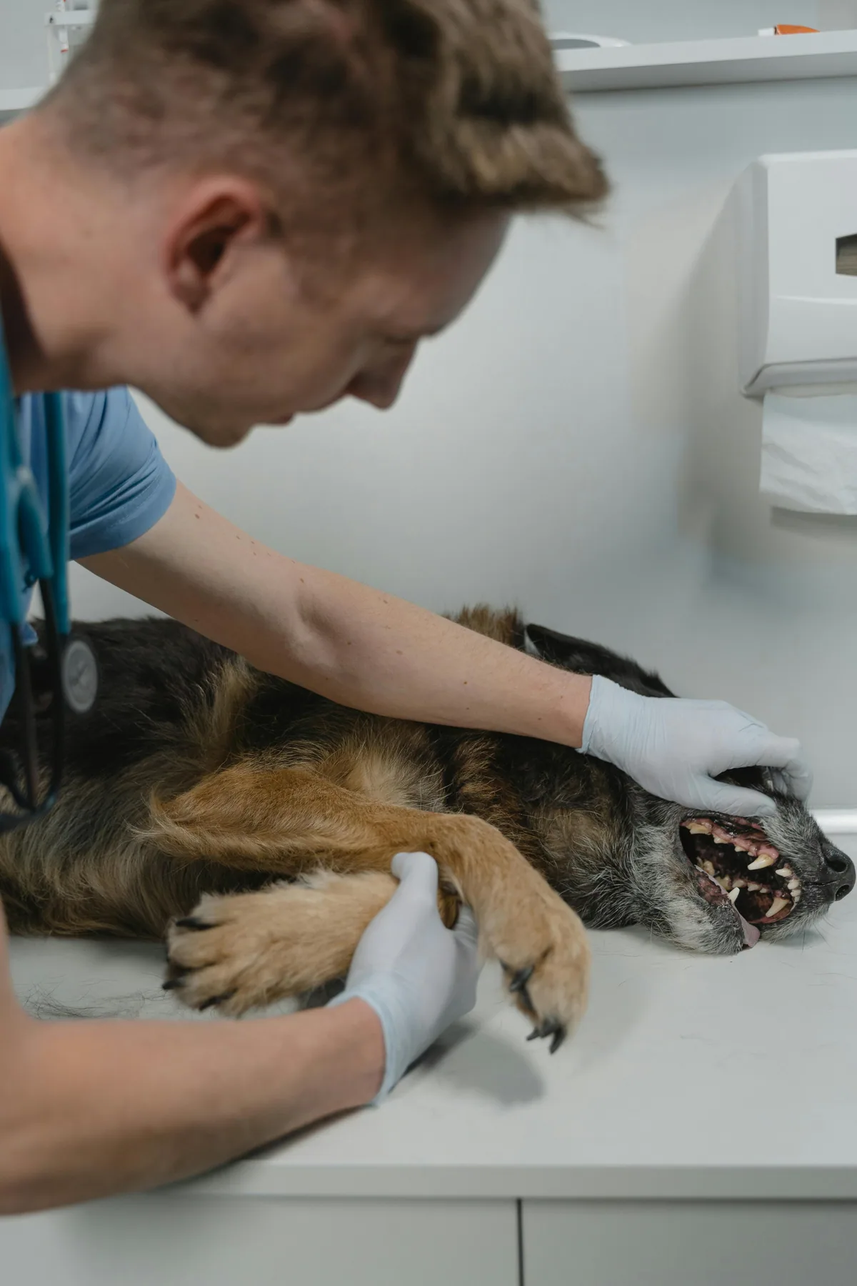 Dog Food Allergies + Kidney Disease: Low-Protein Diet Guide
