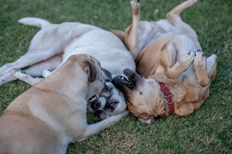 Dog Food Allergies in Multi-Pet Households: Management Strategies