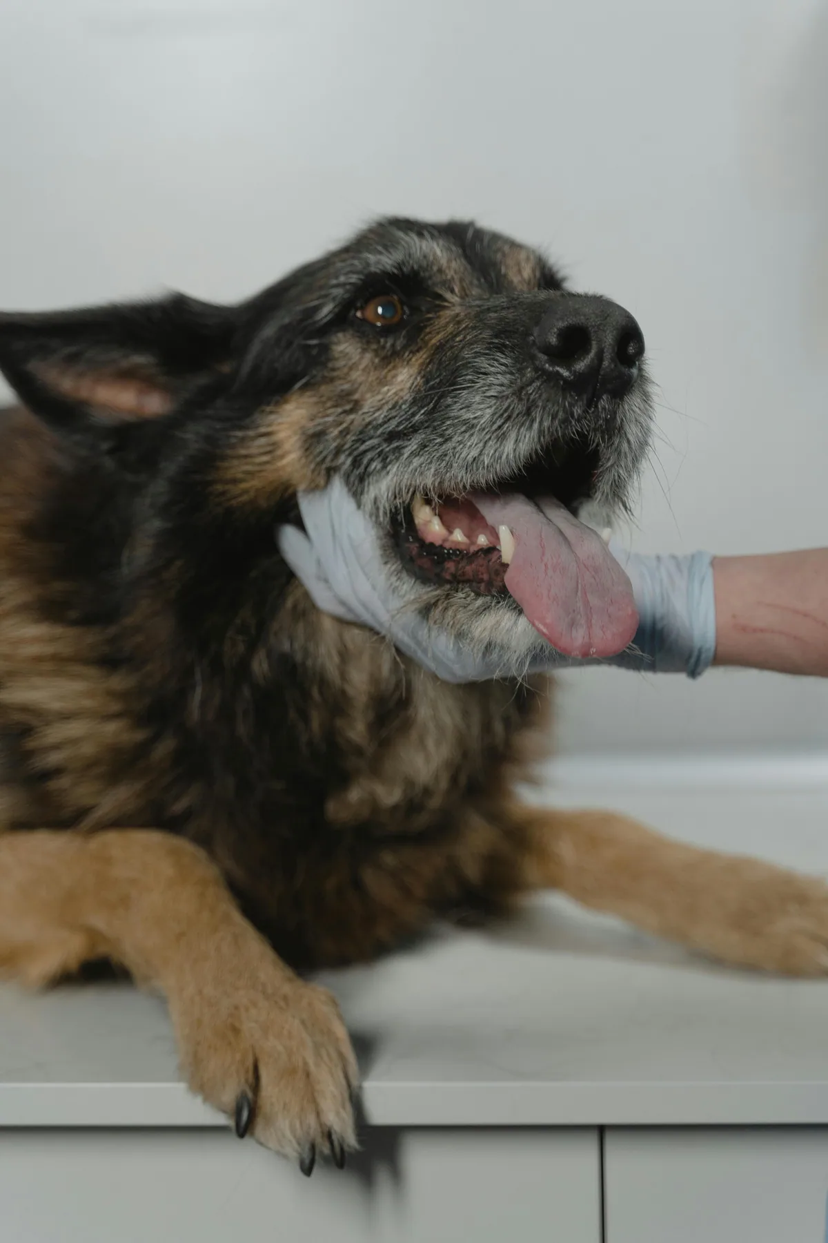 Dog Food Allergies + Pancreatitis: The Under-8% Fat Rule