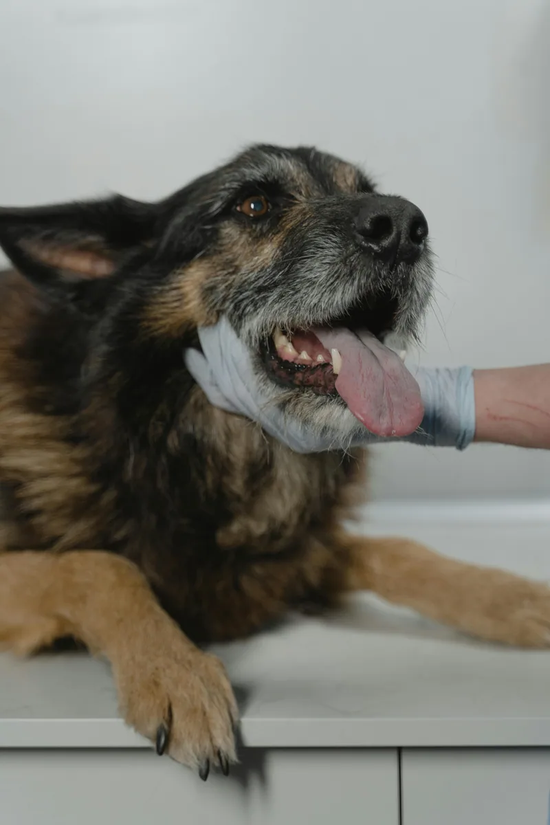 Dog Food Allergies + Pancreatitis: The Under-8% Fat Rule