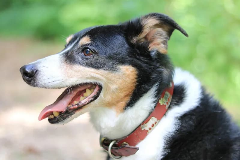 Dog Food Allergies UK: Complete Guide (Brands, Vets & Testing)