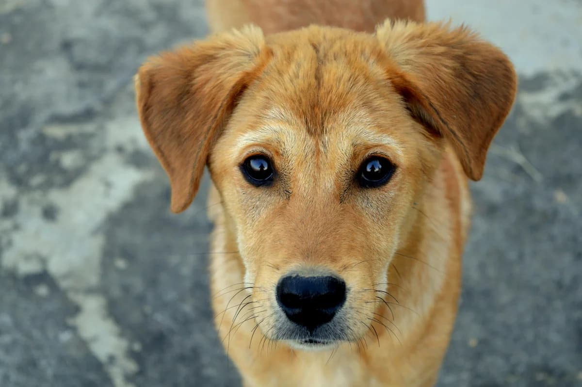 Dog Food Allergy Emergency: Anaphylaxis Recognition & Response