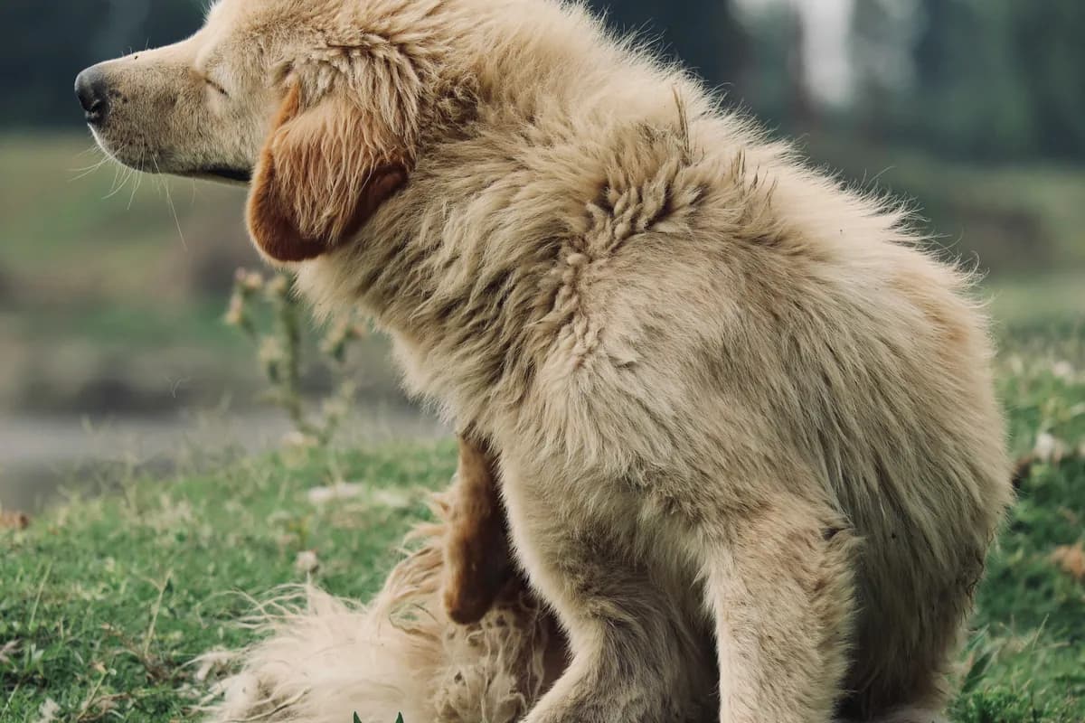 Dog Food Allergy Symptoms: Complete Identification Guide