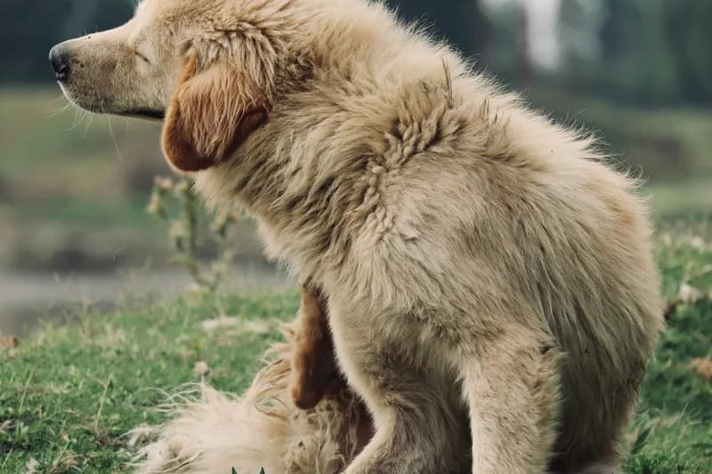Dog Food Allergy Symptoms: Complete Identification Guide