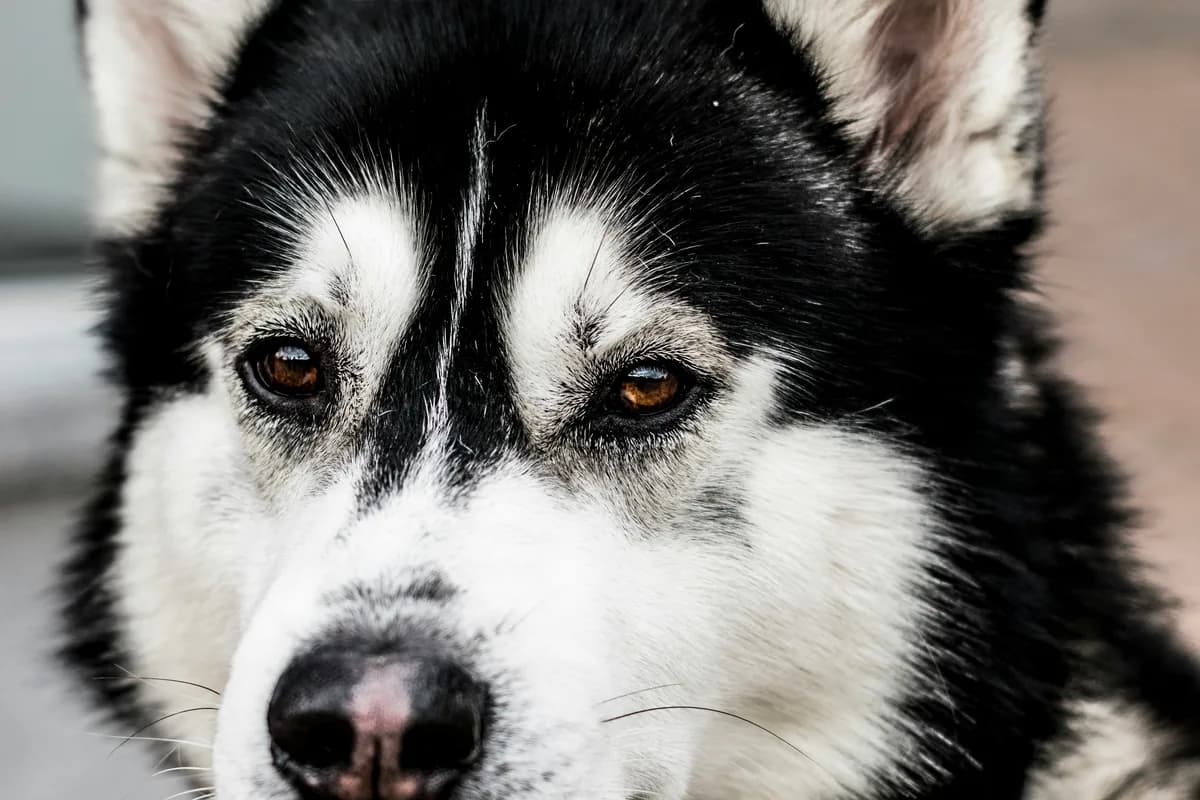 Dog Skin Allergies from Food: Complete Diagnostic Guide